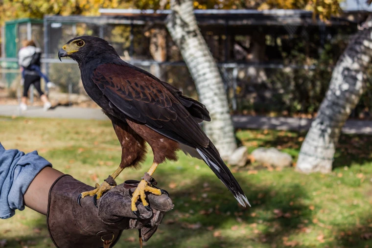 A Harris’s hawk perched on a falconer’s leather glove, with fallen leaves and autumn trees behind (2013).