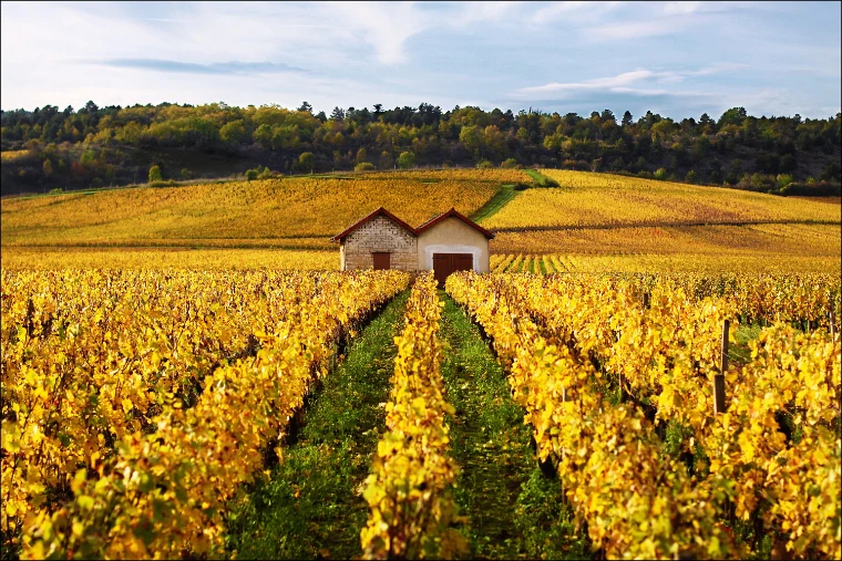 Rows of vines turned gold in late October run up to a small stone vineyard hut, with a wooded hill behind (2013).