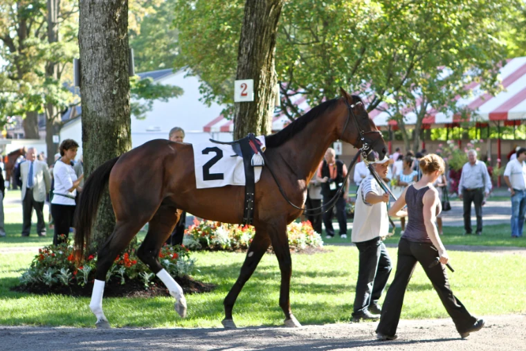 A bay racehorse wearing saddlecloth number 2 is led across the shaded paddock lawn beneath tall trees, with red-and-white striped tents and onlookers behind (2011).