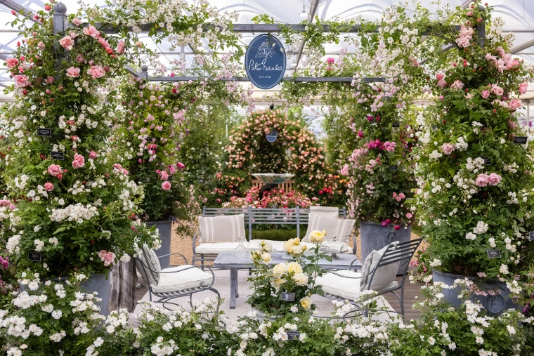 Rambling and climbing roses arched over a garden seat in the Great Pavilion. The RHS Chelsea Flower Show in the grounds of the Royal Hospital Chelsea, London, in the season calendar of The Mansa Court