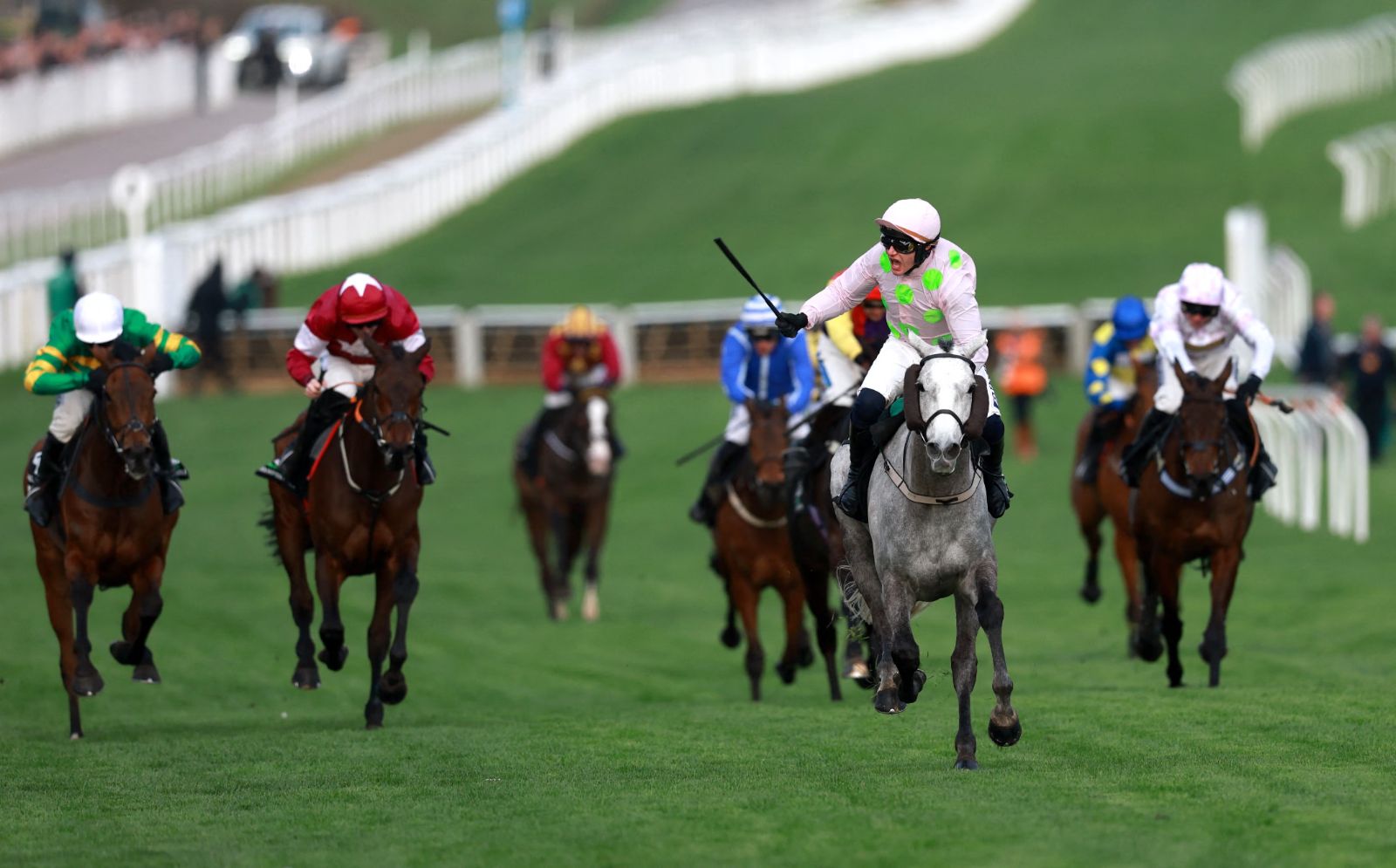 A grey winning up the Cheltenham hill, the jockey’s whip raised as the field chases, at The Cheltenham Festival, an engagement in The Mansa Court season