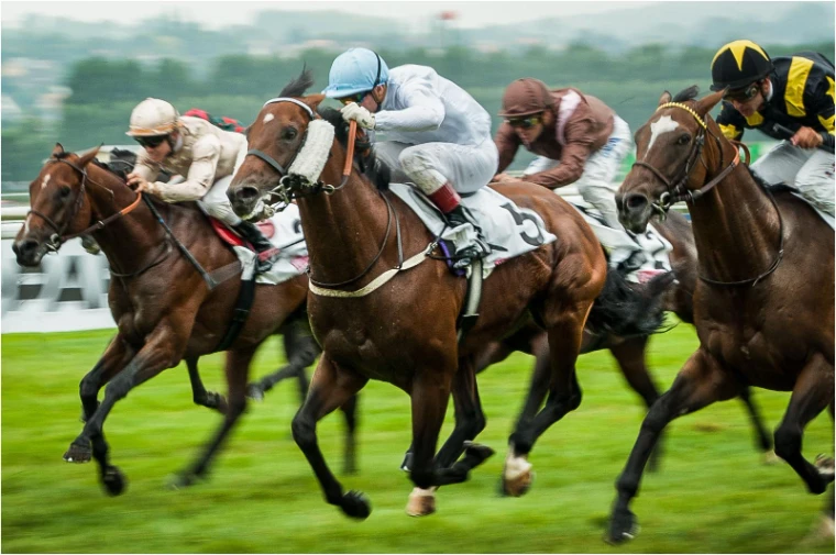Four jockeys crouch over galloping bay horses racing head to head on green turf, panned so the background blurs (2013).