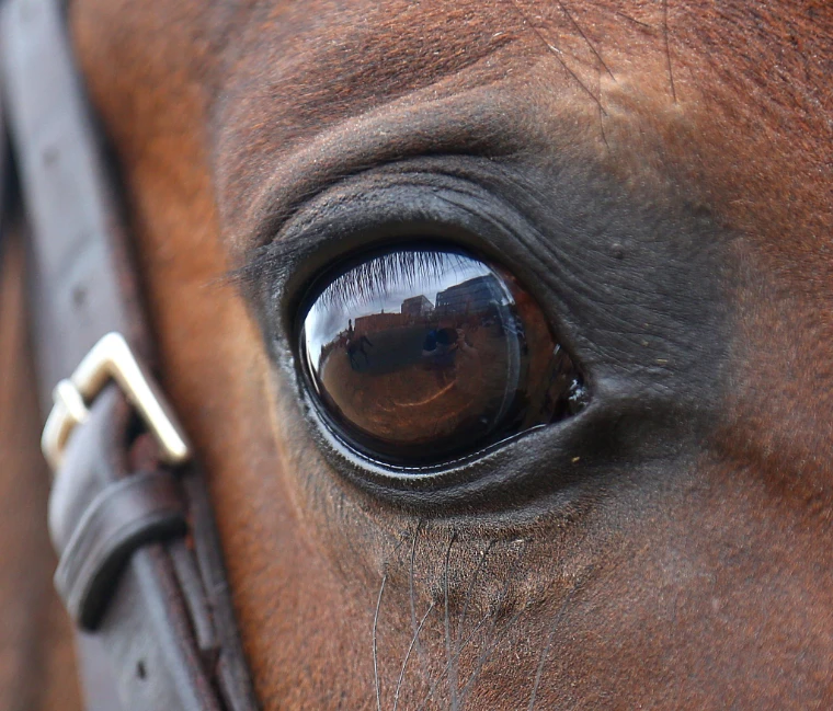 A close-up of a chestnut horse’s eye beside the leather cheekpiece of its bridle (2012).