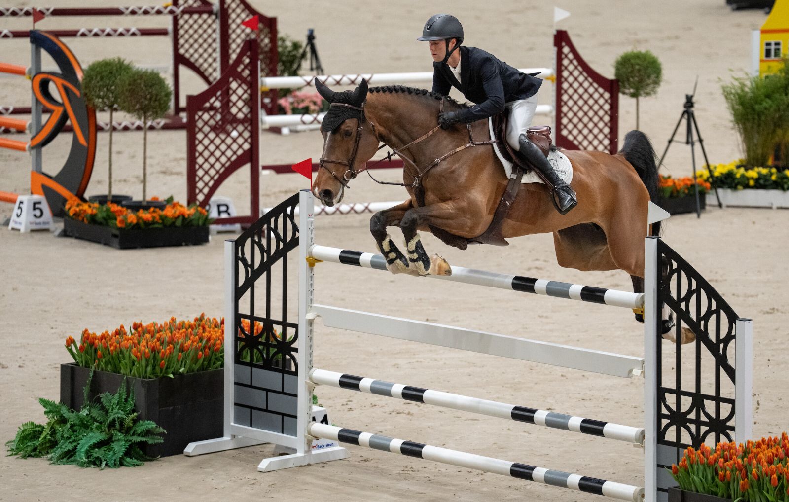 A showjumper over an oxer banked with orange tulips at The Dutch Masters, Indoor Brabant, an engagement in The Mansa Court season