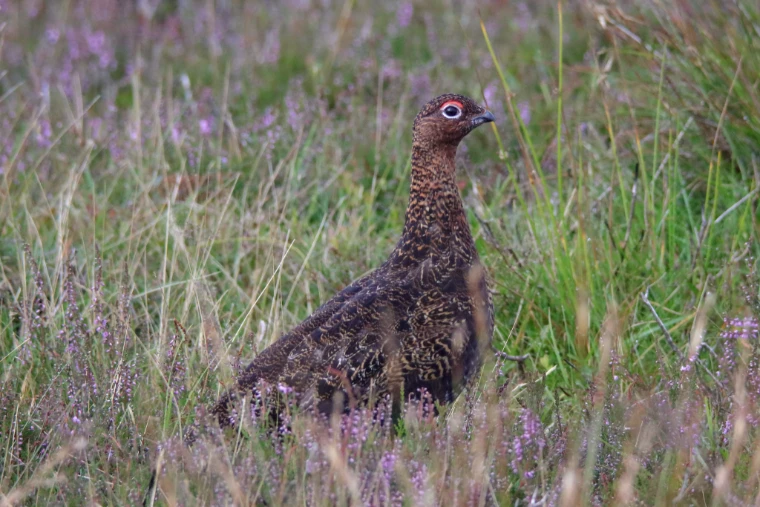 A red grouse with a bright red eye comb stands among grass and flowering heather (2017).