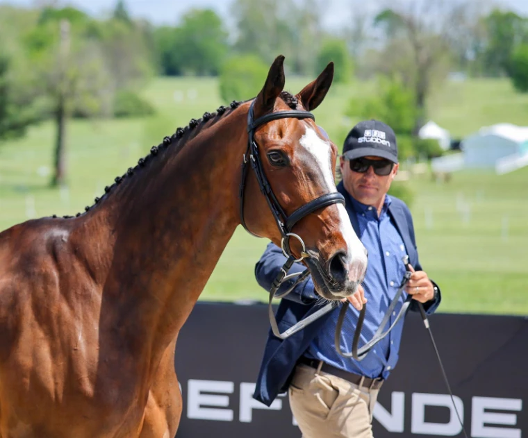 A plaited bay presented in hand at the horse inspection at the Kentucky Three-Day Event, a late-April engagement in the season calendar of The Mansa Court
