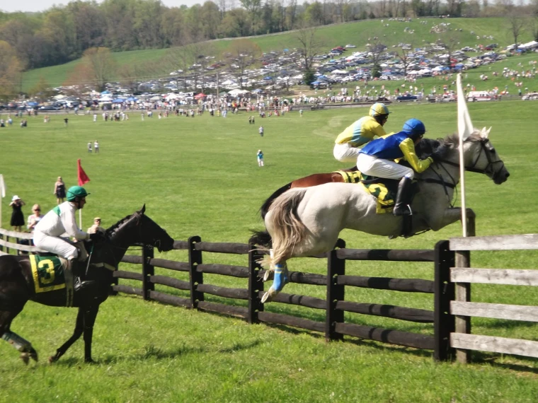 A grey and his rider clearing a post-and-rail timber fence, the hillside crowd and parked cars beyond, at The Maryland Hunt Cup, a late-April engagement in the season calendar of The Mansa Court