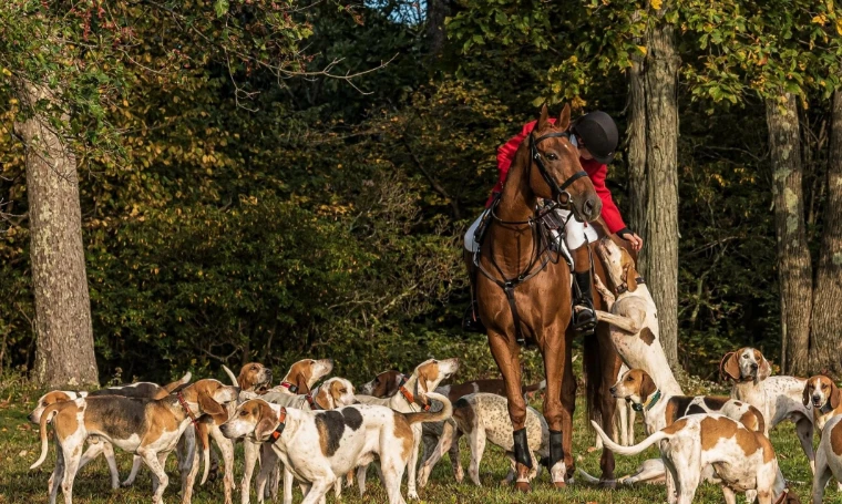 The huntsman in a scarlet coat on a chestnut horse among the pack of foxhounds at the edge of autumn woods (2022).