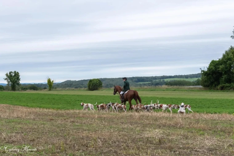 A rider in a green coat with the pack of hounds crossing open farmland under a grey sky.
