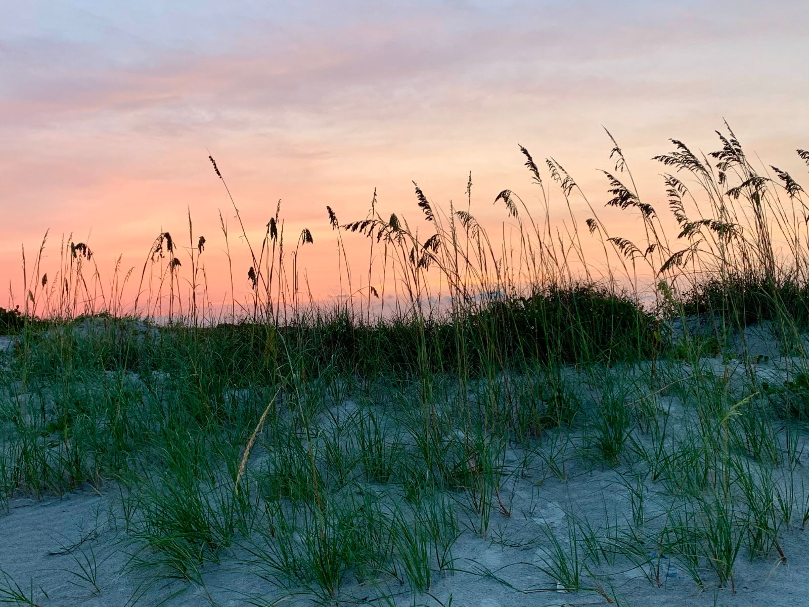 Sea oats on the dunes at first light in Palm Beach