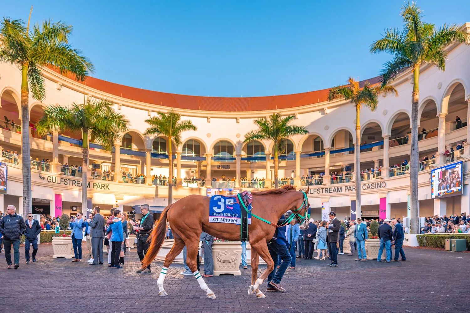 Horses being led in the walking ring before the race