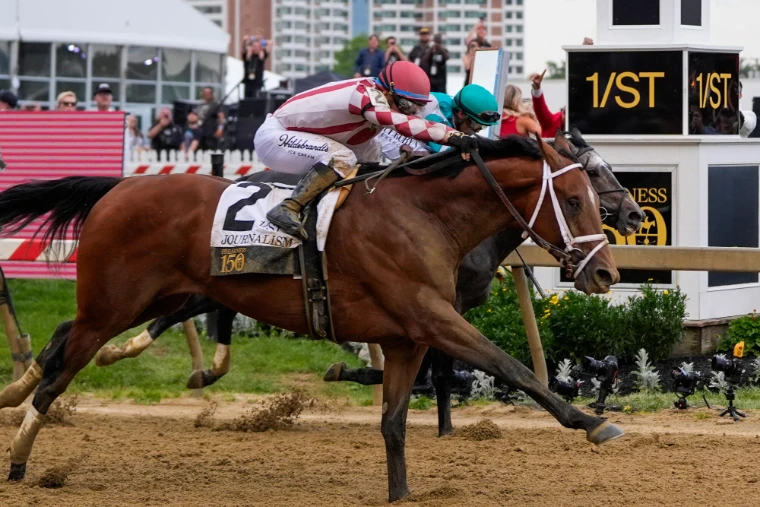 The winner stretches out to take the 150th Preakness by a head at the wire, in 2025. The Preakness Stakes at Pimlico, Baltimore, in the season calendar of The Mansa Court