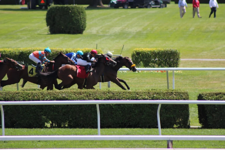 A tight group of thoroughbreds and jockeys in bright silks gallops along the turf course past clipped green hedges (2014).