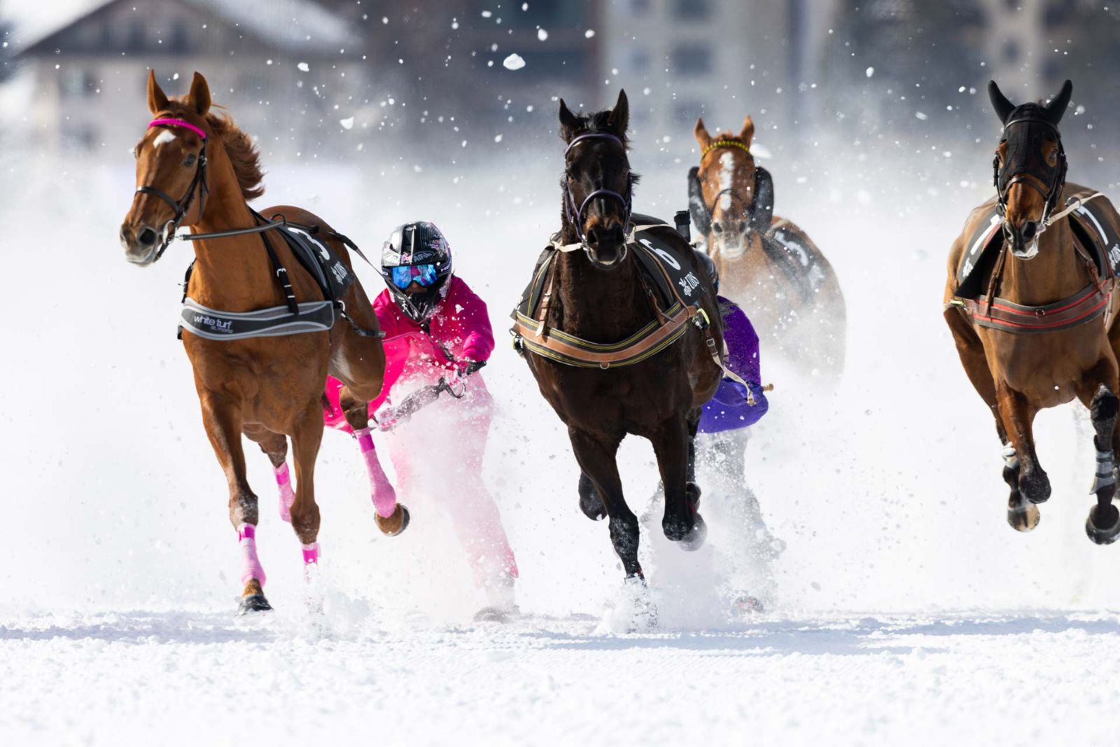 Riderless horses drawing skiers at speed in the skijoring race at White Turf, St. Moritz